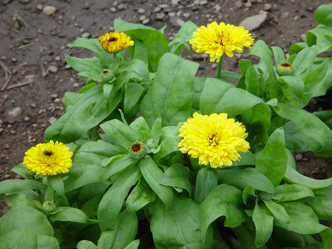 Calendula officinali